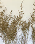 Caspia | Dried Florals