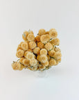 Honey Globe Amaranth | Dried Florals