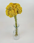 Yarrow | Dried Florals