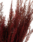Red Stoebe | Preserved Florals