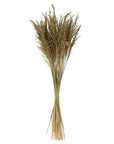 Chorao Grass | Dried Florals