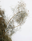 Smoke Bush | Olive Green | Dried Florals