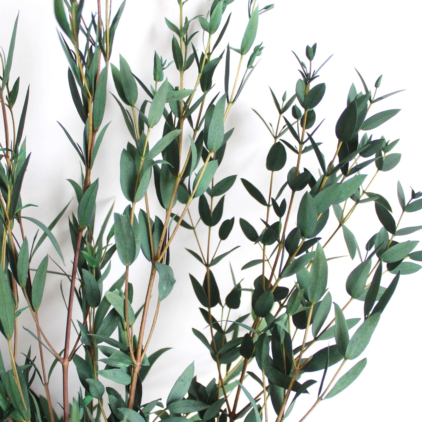 Parvifolia Eucalyptus | Preserved Florals