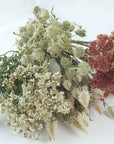 Crested Celosia | Jura Salmon | Dried Florals