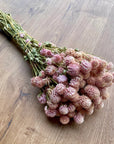 Globe Amaranth | Preserved Florals