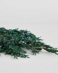 Juniper Stems With Berries | Preserved Florals