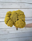 Yarrow | Preserved Florals