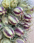 Nigella | Preserved Florals