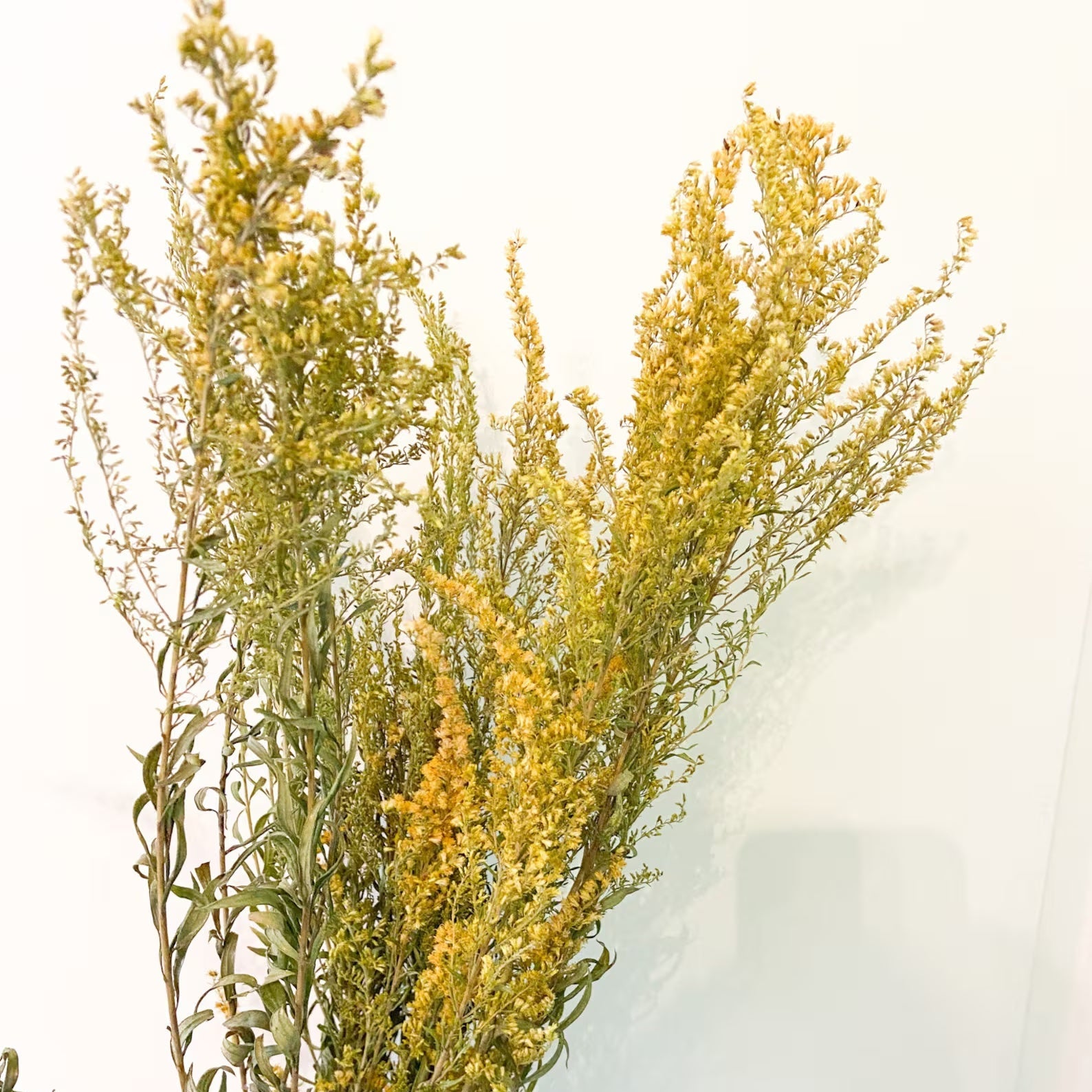 Yellow Goldenrod | Preserved Florals