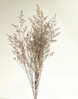 Caspia | Dried Florals