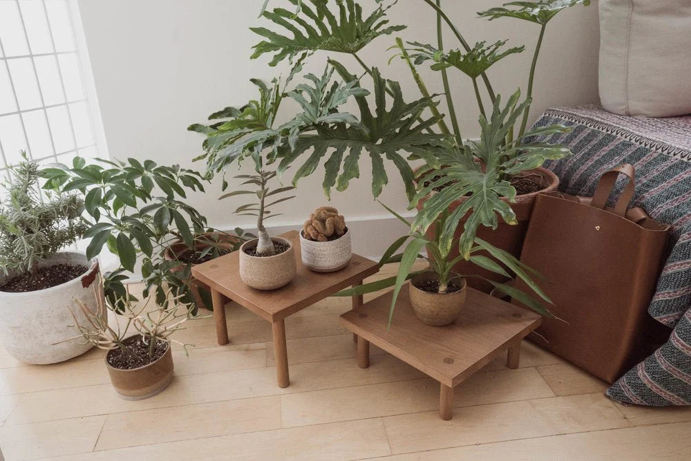 Yucca Stand Low