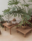 Yucca Stand Low