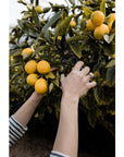 Garden Pruner | Barebones