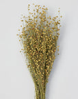 Linum Flax | Dried Florals