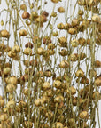 Linum Flax | Dried Florals