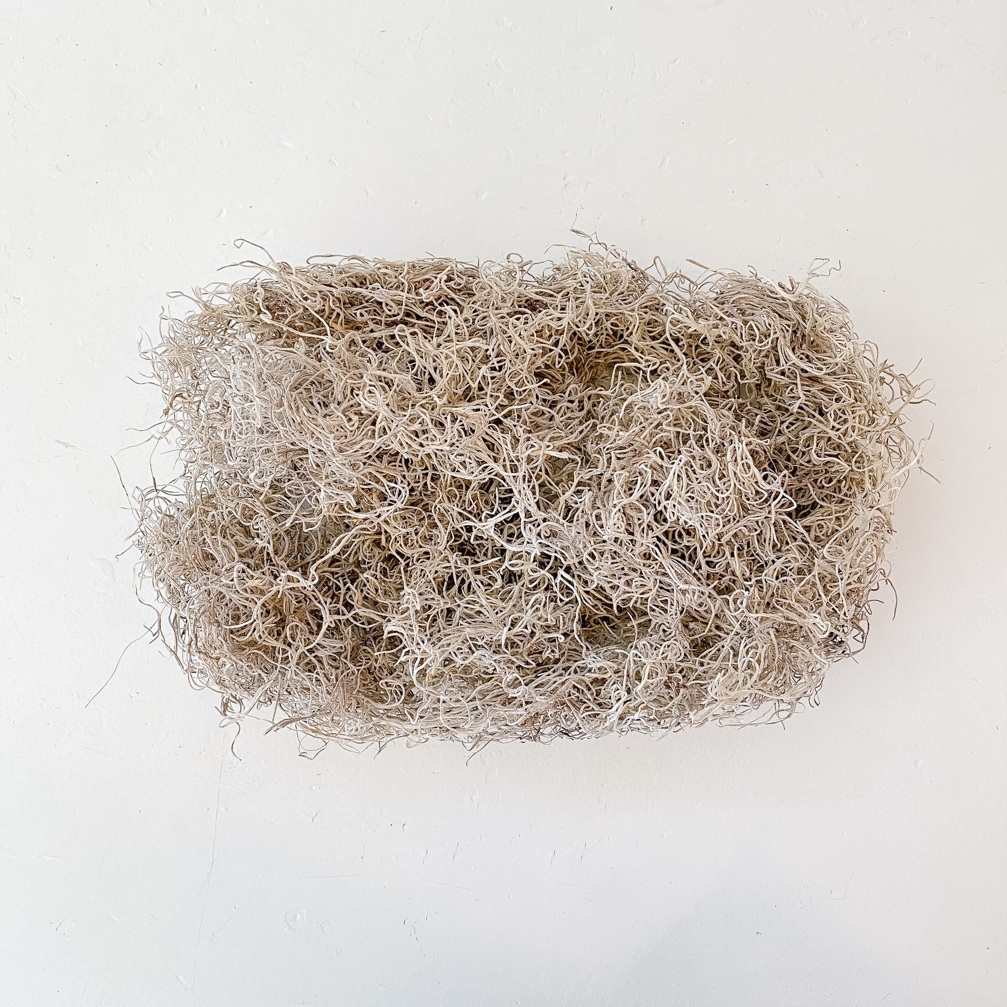 Spanish Moss
