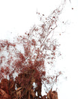 Smoke Bush | Red | Dried Florals