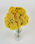 Yarrow | Dried Florals
