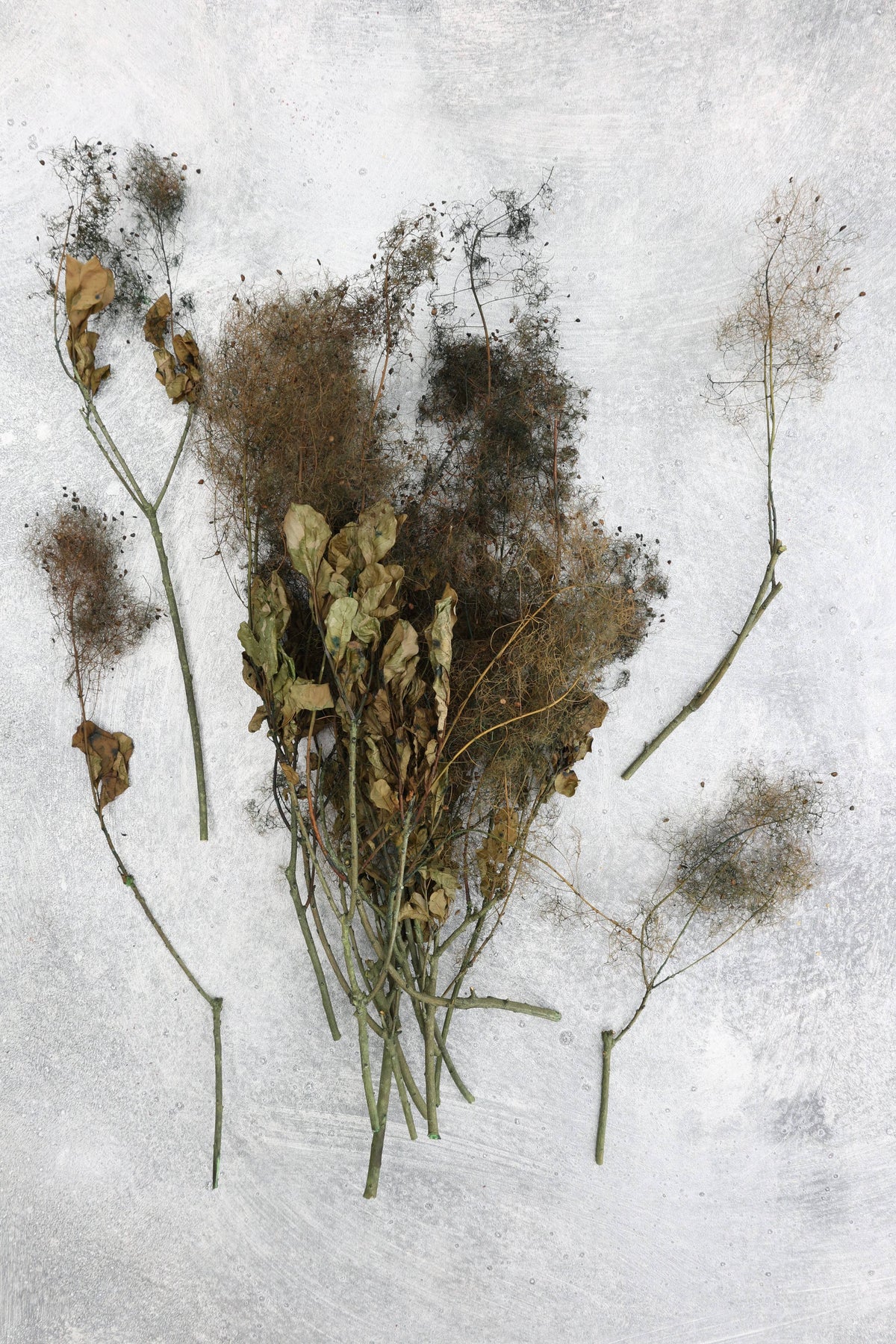 Smoke Bush | Olive Green | Dried Florals