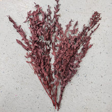 Load image into Gallery viewer, Burgundy Parvifolia Eucalyptus | Preserved Dried Forals
