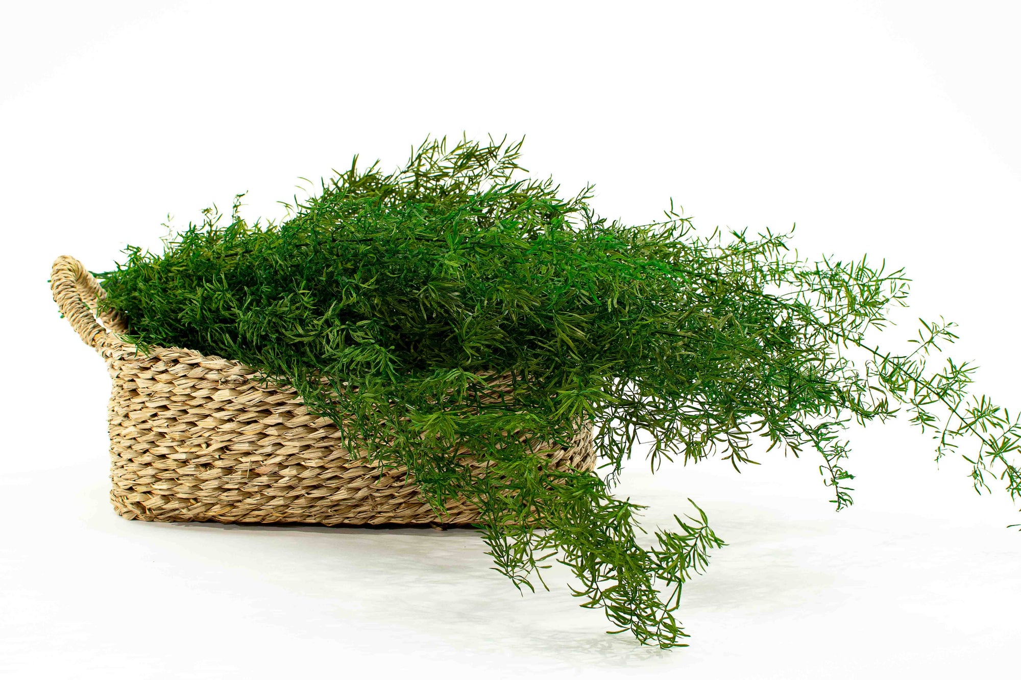 Sprengeri Fern | Preserved Florals