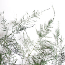 Load image into Gallery viewer, Asparagus Fern | Preserved Florals
