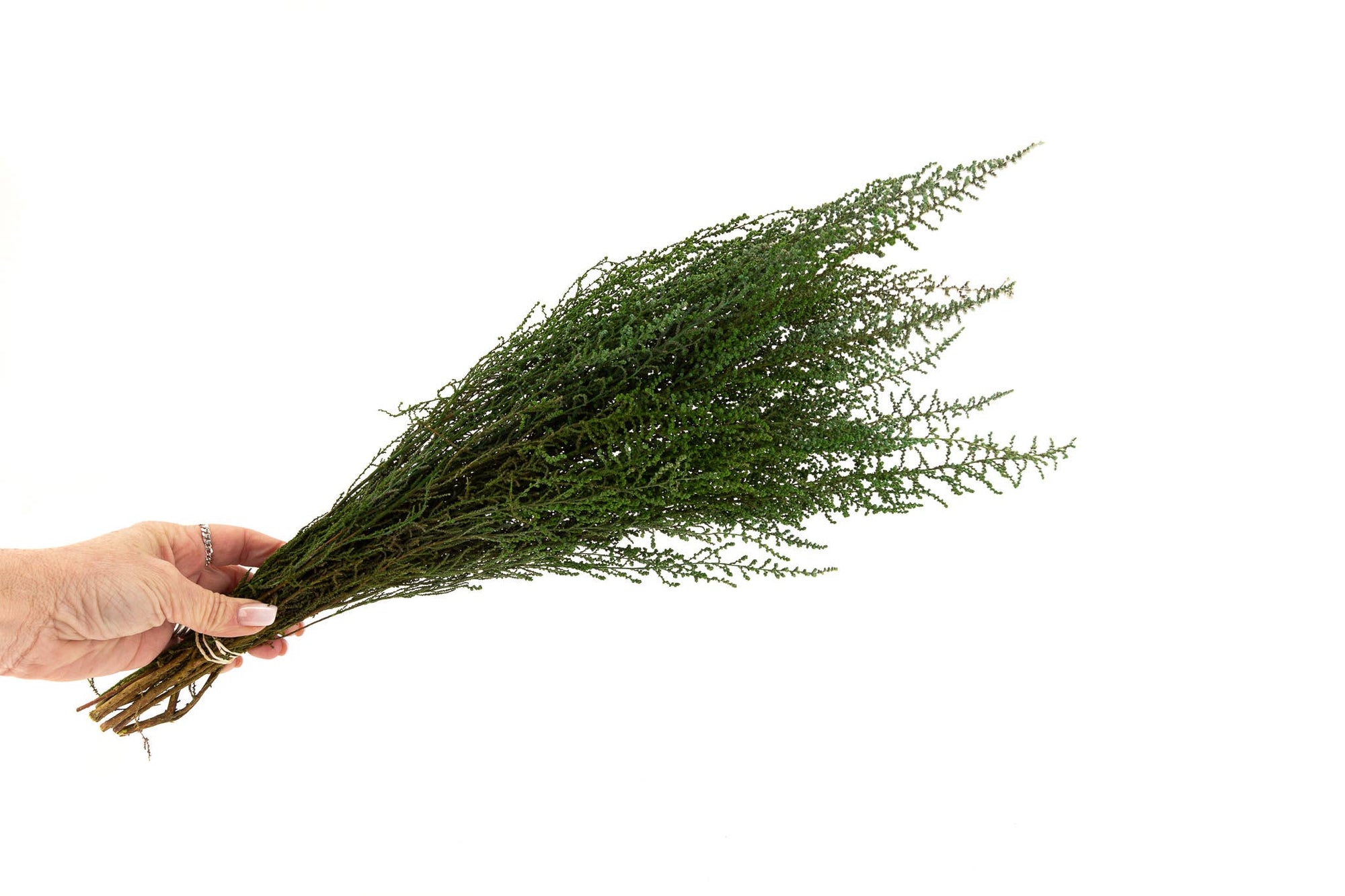 Green Stoebe | Preserved Florals