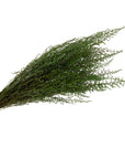 Green Stoebe | Preserved Florals