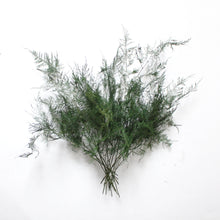 Load image into Gallery viewer, Asparagus Fern | Preserved Florals
