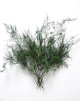 Asparagus Fern | Preserved Florals