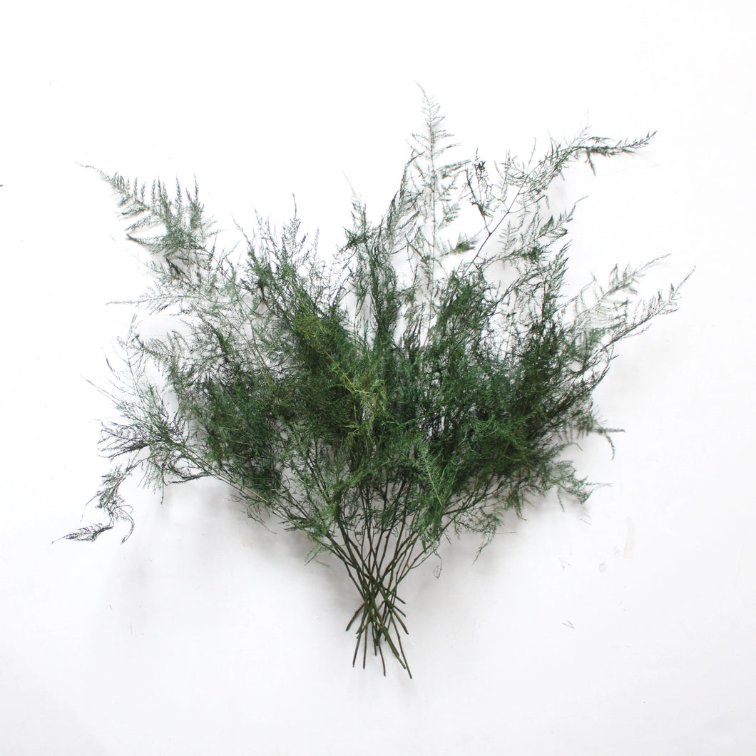 Asparagus Fern | Preserved Florals