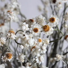 Load image into Gallery viewer, Ammobium | Preserved Florals
