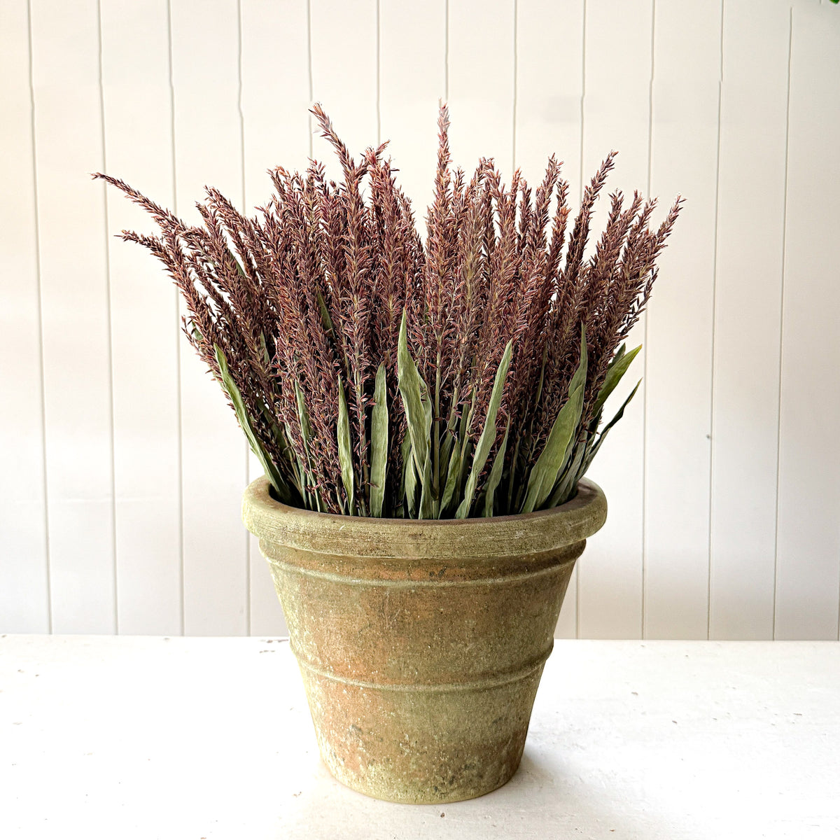 Corn Tassels | Bronze | Dried Florals