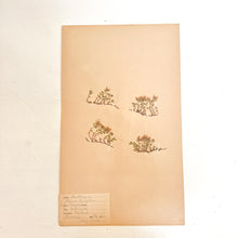 Load image into Gallery viewer, Pressed Flower Herbier Papiers | No.2 circa 1917
