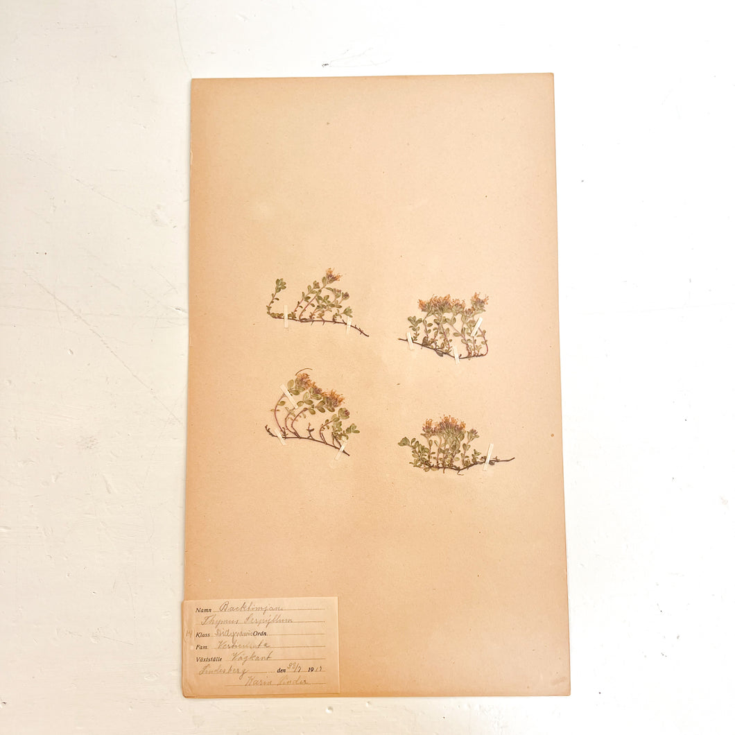 Pressed Flower Herbier Papiers | No.2 circa 1917