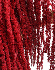 Burgundy Amaranthus | Preserved Florals