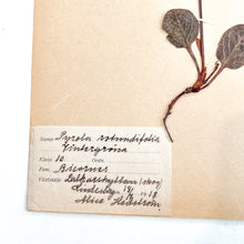 Load image into Gallery viewer, Pressed Flower Herbier Papiers | No.11 circa 1918
