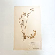 Load image into Gallery viewer, Pressed Flower Herbier Papiers | No.1 circa 1955
