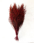 Red Stoebe | Preserved Florals