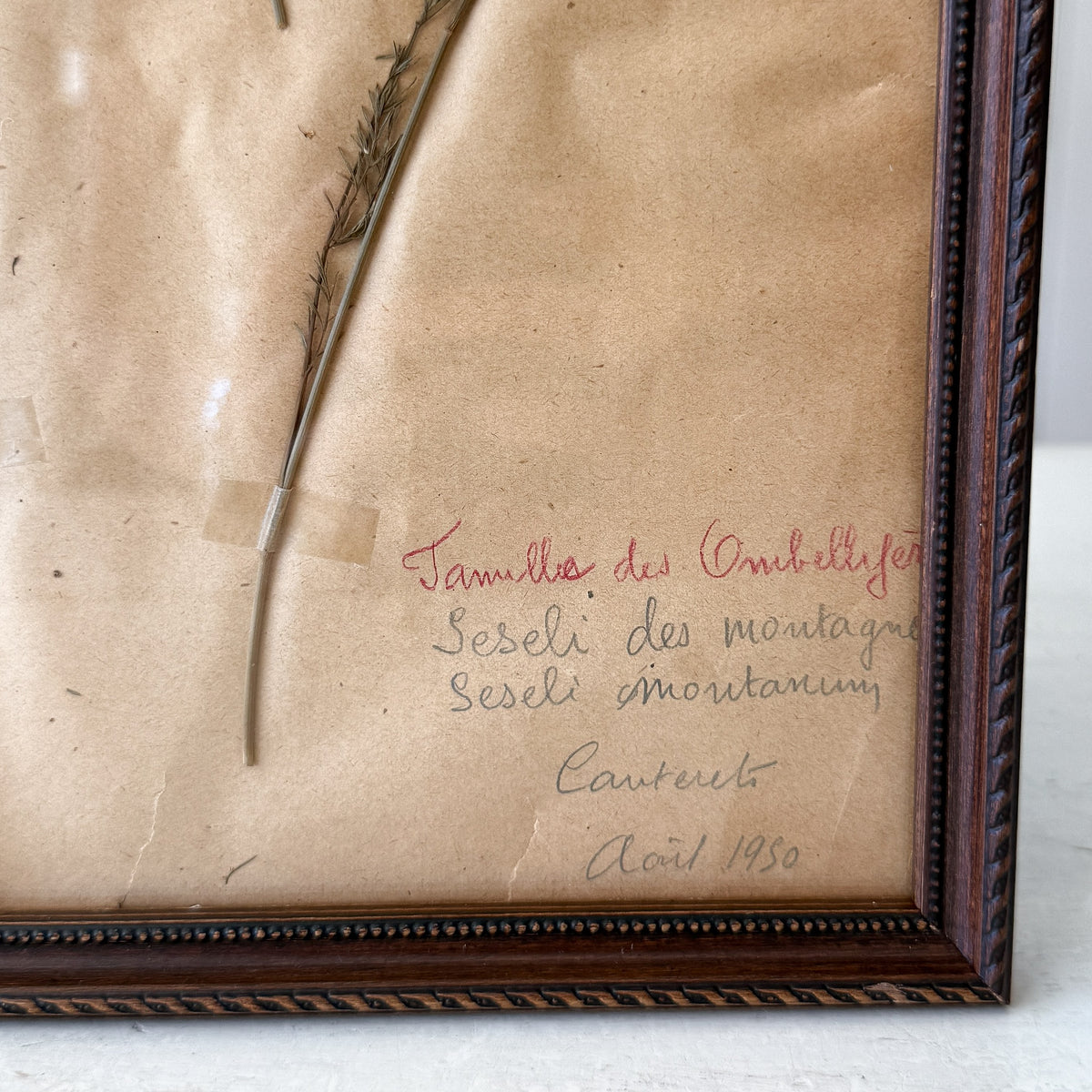 Pair of Framed Pressed Flower Papiers | circa France, 1950s
