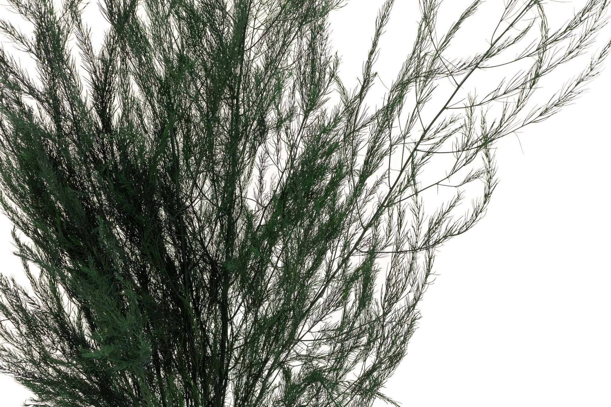 Asparagus Fern | Preserved Florals
