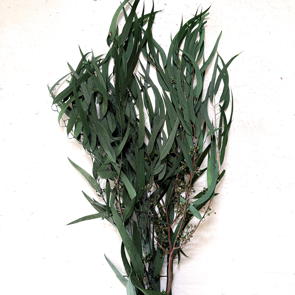 Seeded Feather Willow Eucalyptus | Preserved Florals