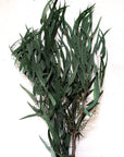 Seeded Feather Willow Eucalyptus | Preserved Florals