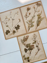 Load image into Gallery viewer, Pressed Flower Botanical Framed Art | C1940s from France
