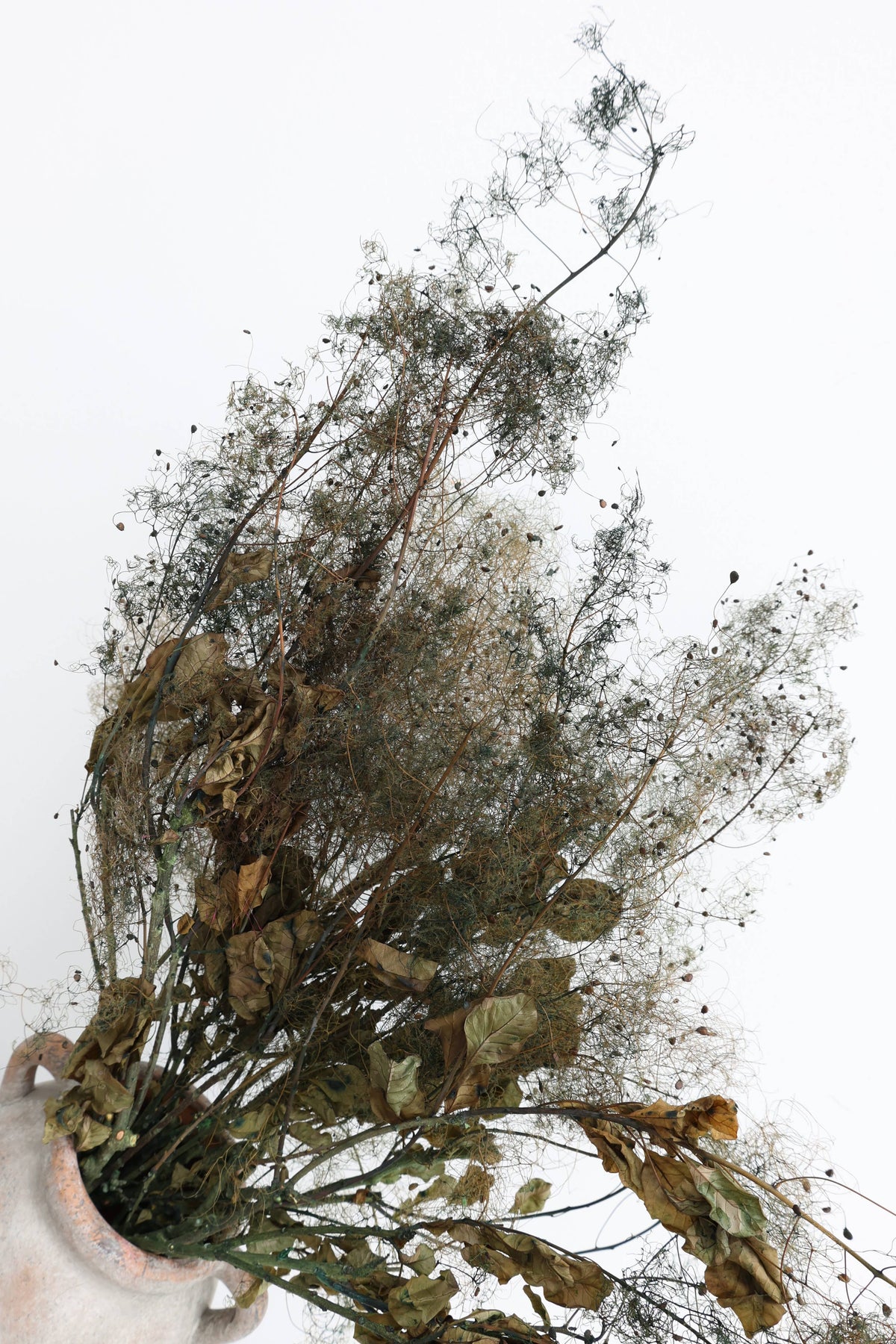 Smoke Bush | Olive Green | Dried Florals