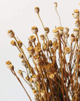 Poppy Pods | Preserved Florals