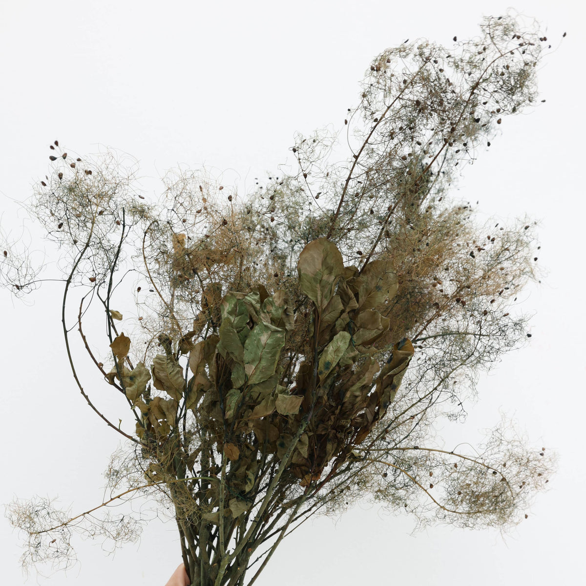 Smoke Bush | Olive Green | Dried Florals