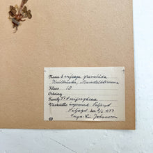 Load image into Gallery viewer, Pressed Flower Herbier Papiers | No.3 circa 1942
