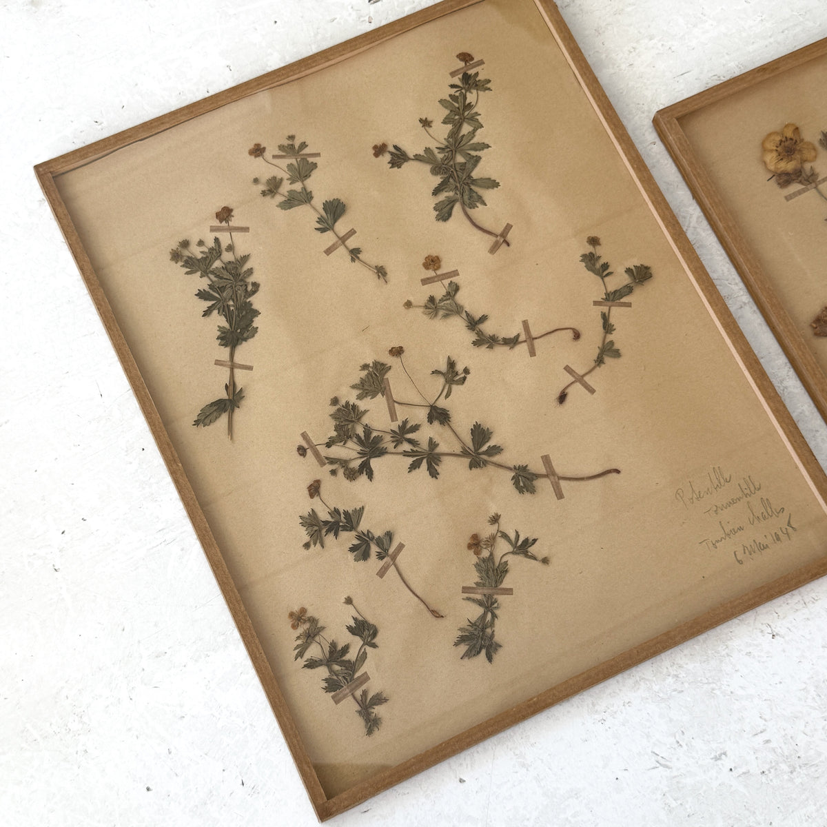 Pair of Framed Pressed Flower Papiers | circa France, 1948 &amp; 1968