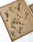 Pair of Framed Pressed Flower Papiers | circa France, 1948 & 1968